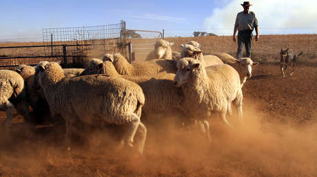 El hallazgo de radioactividad en ovejas refuerza la teoría de la prueba nuclear israelí en el Índico