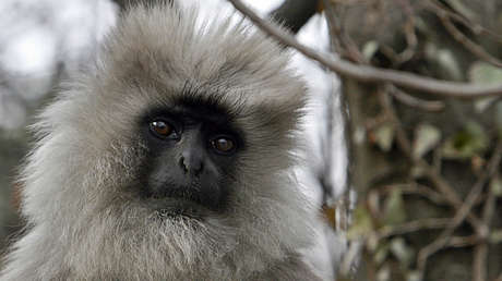 VIDEO: Un mono se arroja al vacío desde una torre de alta tensión tras permanecer atascado tres días