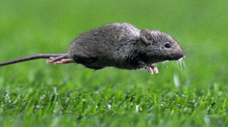 VIDEO: La 'maratónica carrera' de un ratón termina de la manera menos esperada