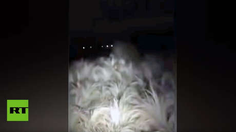 VIDEO: Luces raras, manchas quemadas y una criatura extraña en pleno campo argentino