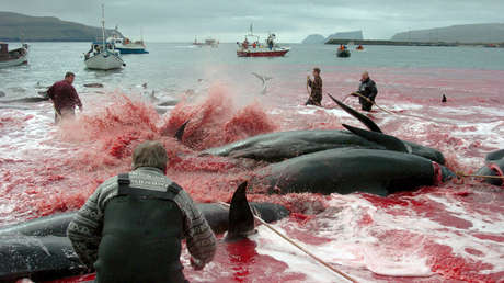 FUERTES IMÁGENES: La matanza tradicional de ballenas en Dinamarca tiñe de nuevo las aguas de sangre