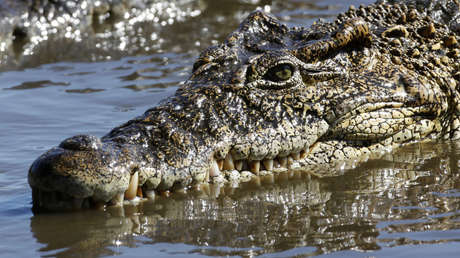VIDEO: Acaricia a un cocodrilo en la cabeza y casi pierde la mano