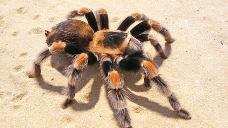 VIDEO: Graban el momento de la espeluznante muda de piel de una tarántula