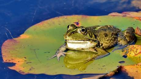 Descubren una manera de curar heridas sin dejar cicatrices