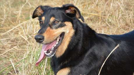 VIDEO: Perro callejero que pide dinero para comprar salchichas revoluciona las redes