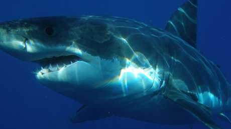 VIDEO: Un niño sale a pescar con su padre y se encuentra frente a frente con un tiburón blanco