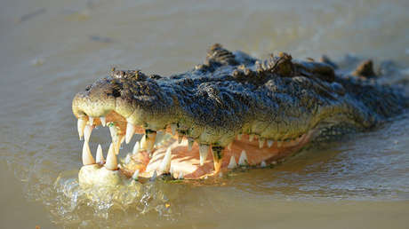 FOTO: Cocodrilo arrastra y mata a una mujer que paseaba a su perro en EE.UU.