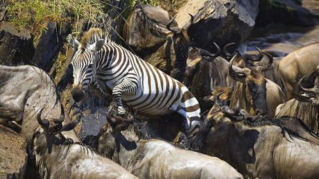 FOTO: ¿Puedes ver la cebra 'camuflada' entre miles de ñus en la sabana africana?