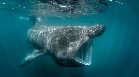 Investigadores usan satélites para seguir la pista de un misterioso animal gigante