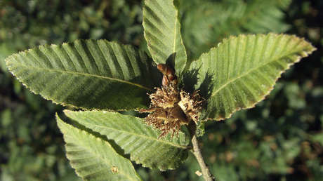 Crean en Chile un 'súper árbol' híbrido para la reforestación de especies nativas