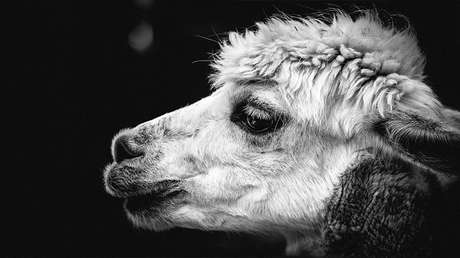 FOTO: Muere en EE.UU. una alpaca al ingerir comida basura dejada por un hombre en su campo