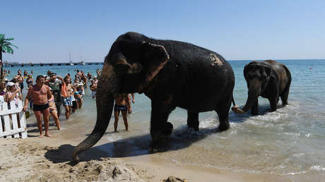 Bañistas inesperados: Dos elefantes de circo visitan una playa en Crimea