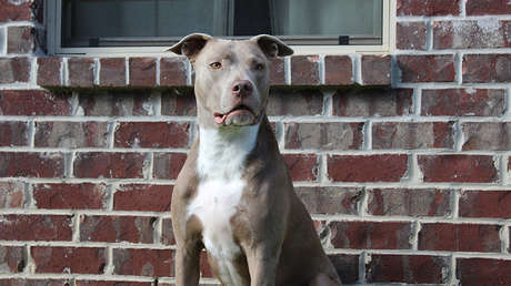 Un perro fiel salva a una niña de un pedófilo tras liberarse del bozal a mordiscos