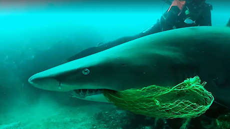 VIDEO: Un valiente buceador pone su vida en peligro para salvar a un tiburón