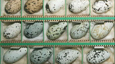 Científicos resuelven el misterio de por qué los huevos tienen esa forma