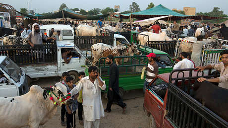 Pakistán: Los musulmanes evitan sacrificar vacas en la fiesta del Eid por respeto a los hindúes