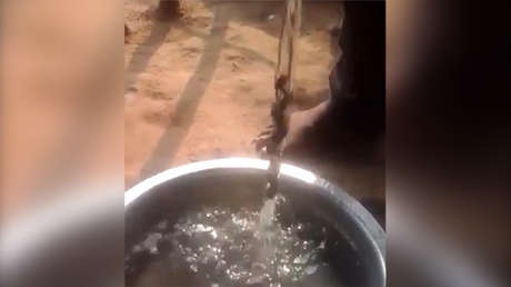 VIDEO: Captan una extraña planta 'antigravedad' capaz de trepar por un flujo de agua