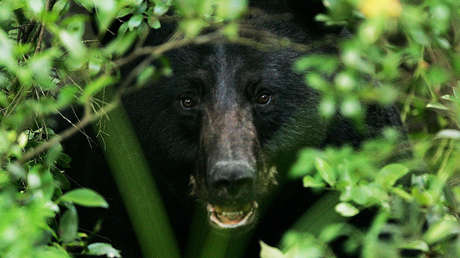 VIDEO: Un inesperado huésped nocturno visita el hotel que inspiró 'El resplandor', de Stephen King