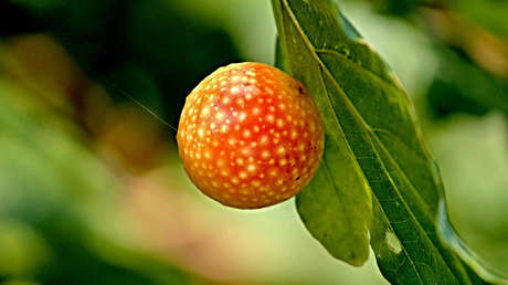 Una planta parásita 'chupa la vida' de avispas también parasitarias y las deja momificadas