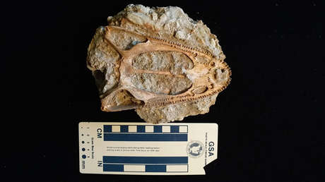 "Completamente inesperado": Hallan en Rusia el cráneo más completo de un extraño animal prehistórico