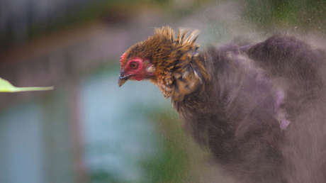 ¿Por qué esta gallina se sentó sobre una serpiente? Una peculiar imagen desconcierta a la Red
