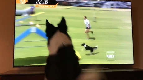 VIDEO: La sincera reacción de una perra que se ve a sí misma ganando un concurso rinde a la Red