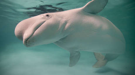 Como los humanos: descubren dos nuevas especies animales que tiene abuelas