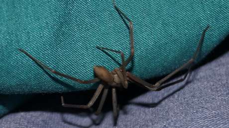 La temida 'araña violinista' se cobra la vida de un bebé en México