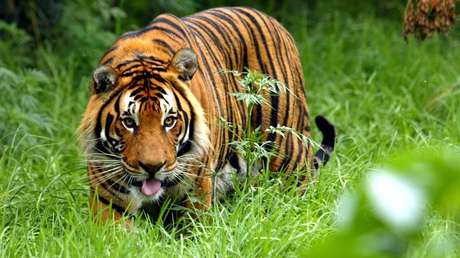 VIDEO: Por primera vez implantarán una prótesis a un tigre que sobrevivió a la trampa de un cazador