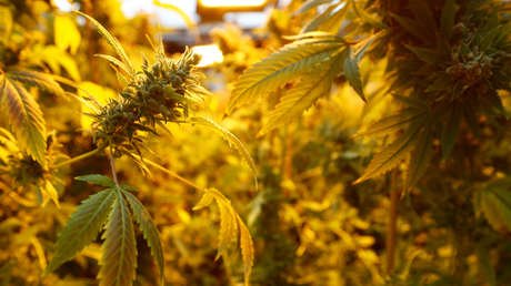 Estudio genético detecta conexión entre consumo de marihuana y esquizofrenia