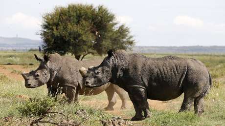 Científicos buscan salvar a especies en peligro de extinción a través de sus excrementos