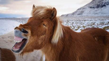 A lo boxeador: captan la fácil e inusual huida de un caballo en Brasil (VIDEO)