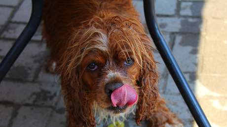 VIDEO: Un joven protege de la lluvia con su chaqueta a un perro empapado