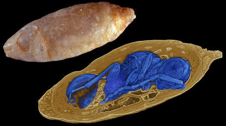 FOTO, VIDEO: Descubren un insecto prehistórico que se reproducía como el 'Alien' y le dan su nombre