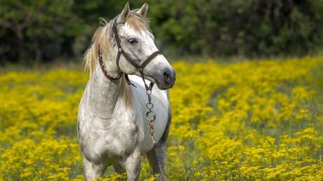 Un grupo de vecinos salva a un caballo que, tras caerse al suelo, recibe una golpiza de sus dueños