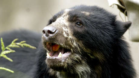 Colombia: Indignación por el indígena que mató a un oso de anteojos para comer su carne