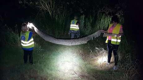 Una pitón de 6 metros campa a sus anchas por Polonia dos meses después de escaparse