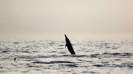 VIDEO: Un delfín aprende a 'caminar' sobre la superficie del agua y se lo enseña a sus 'amigos'