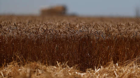 La sorprendente razón por la que el planeta se enfrentará pronto a una hambruna masiva 