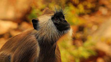FOTO: La angustiosa imagen de una madre mono con su cría muerta en las manos