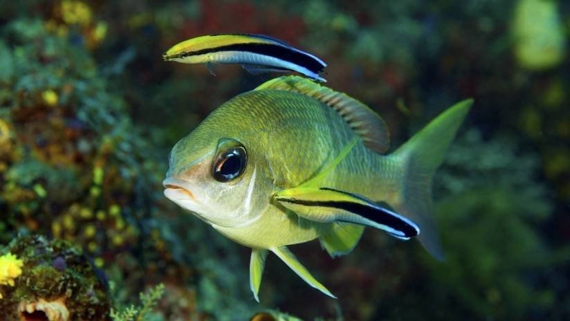 Los peces sacan buena nota en su primer test de autoconciencia
