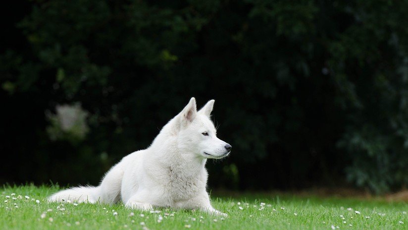 VIDEO: Afirma que su perro es vegetariano y este la deja en ridículo ante las cámaras