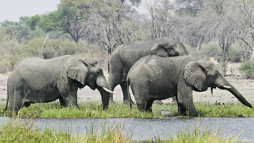 Matanza 'bestial' en África: Hallan casi 90 elefantes masacrados en Botsuana (VIDEO)
