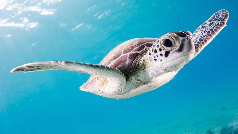 No tan lentas: Una tortuga muerde a un hombre en la cara (VIDEO)