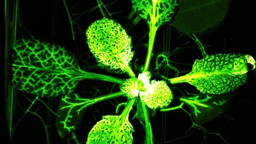 VIDEO: Confirman que las plantas sienten dolor y lo comparten