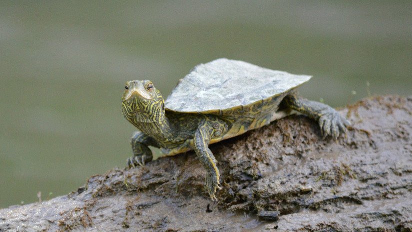 Acude con fuertes dolores a urgencias y le hallan una tortuga muerta en la vagina