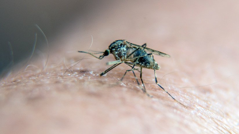 Europa sufre el peor brote de la fiebre del Nilo Occidental,  que ya ha causado 115 muertos