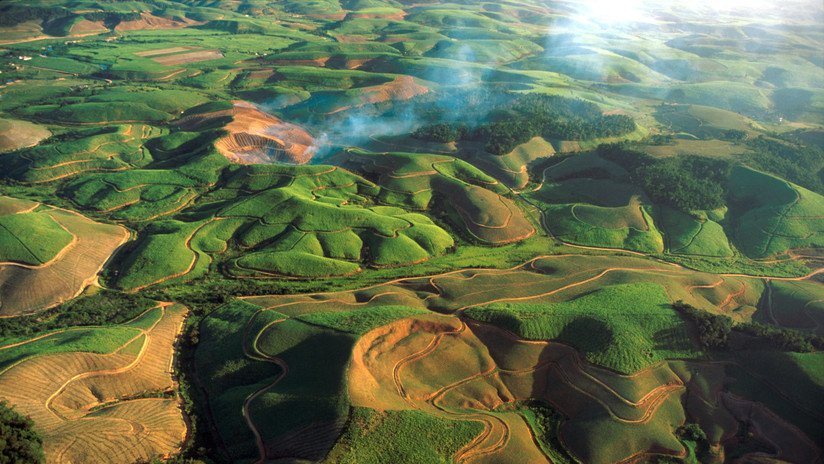 Un vórtice de extinción amenaza uno de los bosques más importantes del mundo