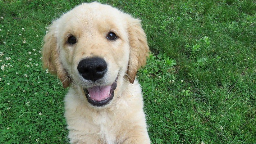¡Toc, toc!: Perro que escapó de casa regresa y toca la puerta con sus patas para que su amo le abra