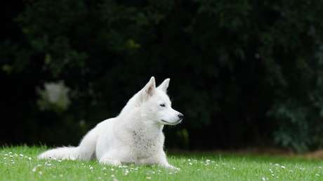 VIDEO: Afirma que su perro es vegetariano y este la deja en ridículo ante las cámaras